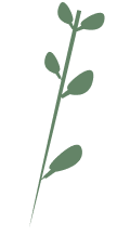 Plant Image 2