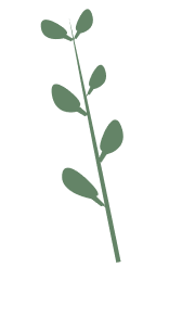Plant Image 1
